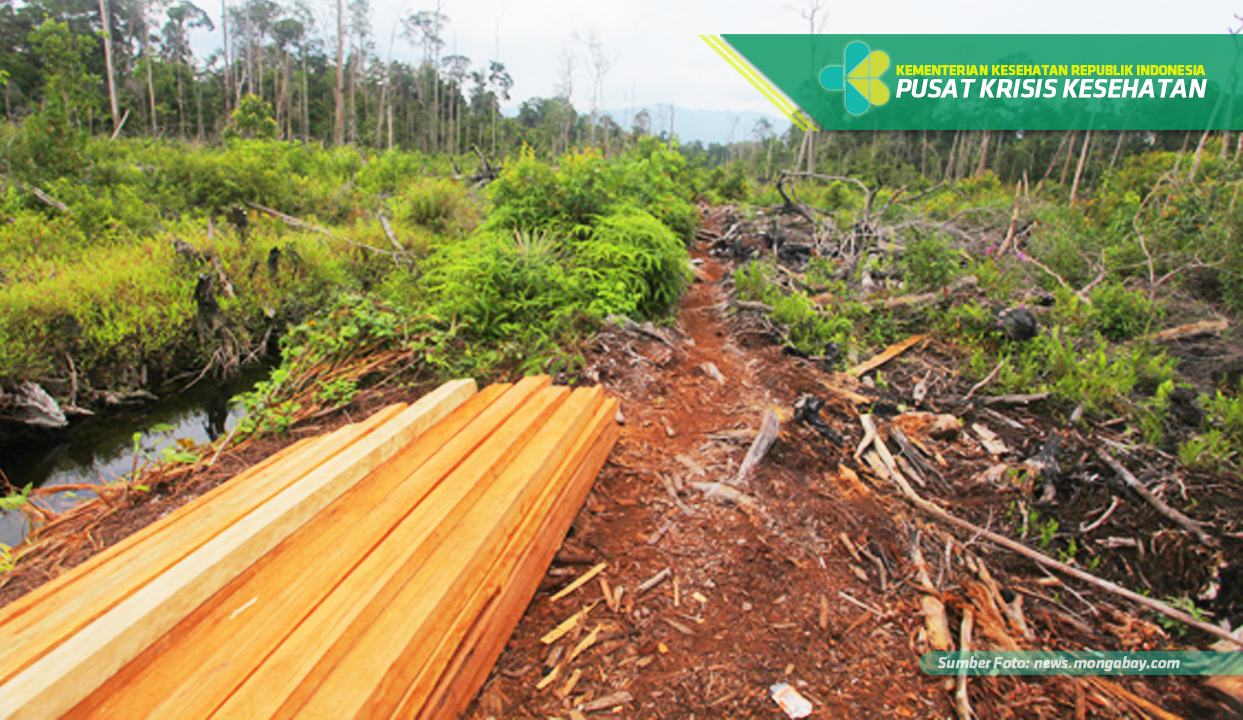 Dampak Penebangan Hutan Secara Liar Terhadap Lingkungan